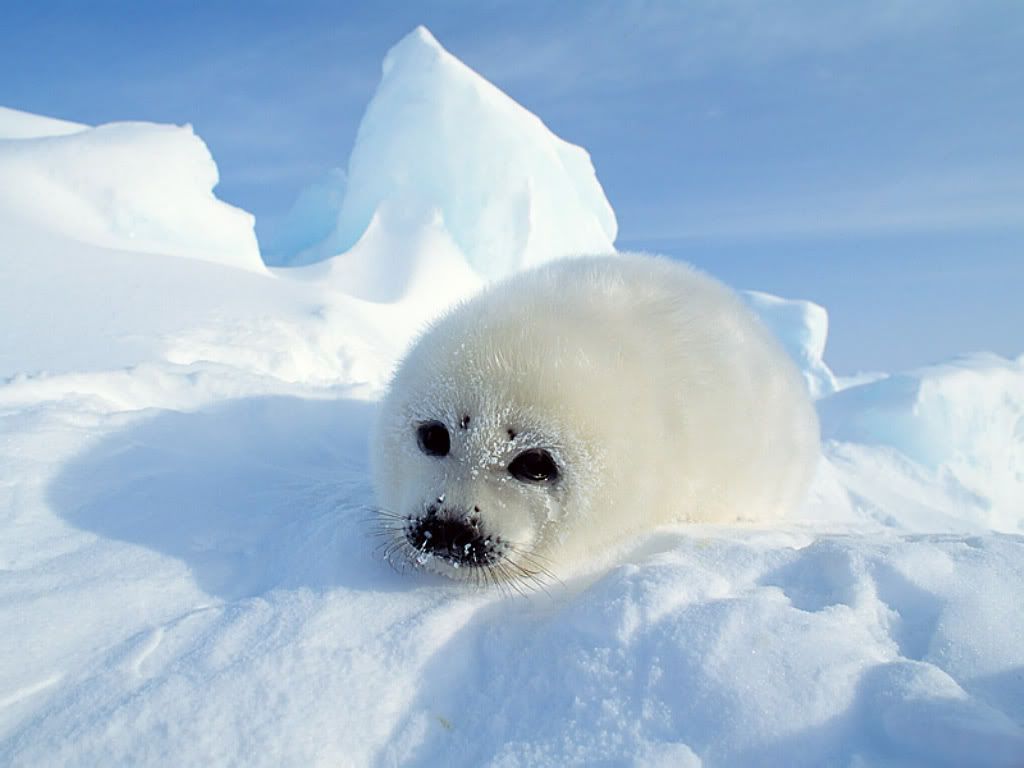 Harp_Seal_Pup_Gulf_Of_St._Lawrence_Canada.jpg