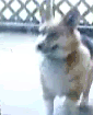 corgidance.gif