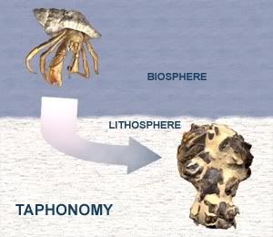 taphonomy1-1.jpg