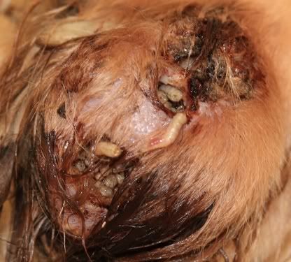 Flies+Eating+Dog's+Ears ... white speck in the above photo is a maggot inside this dog’s body