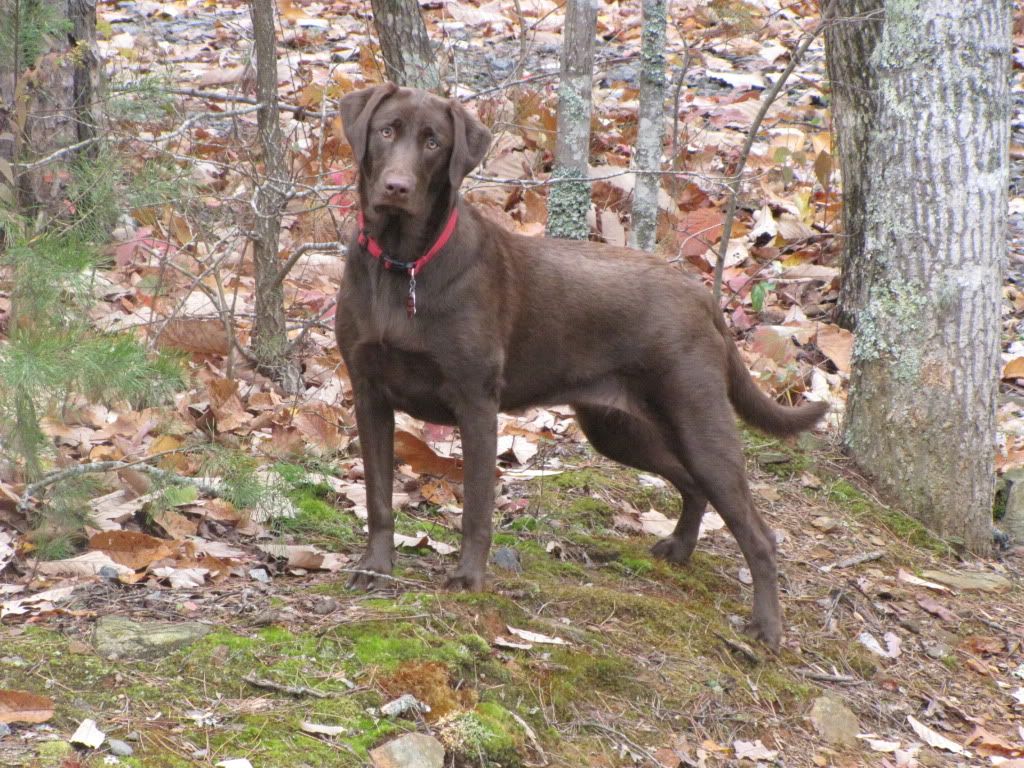 red-rash-on-belly-just-labradors