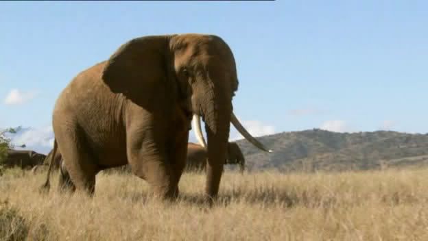 The Secret Life of Elephants   Part 1 (14 January 2009)[WS PDTV(XviD)] preview 0