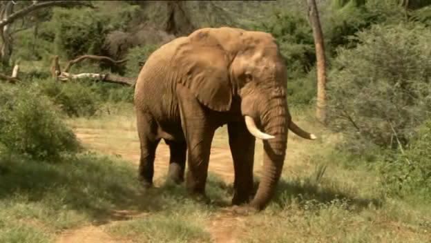 The Secret Life of Elephants   Part 3 (28 January 2009)[WS PDTV(XviD)] preview 0
