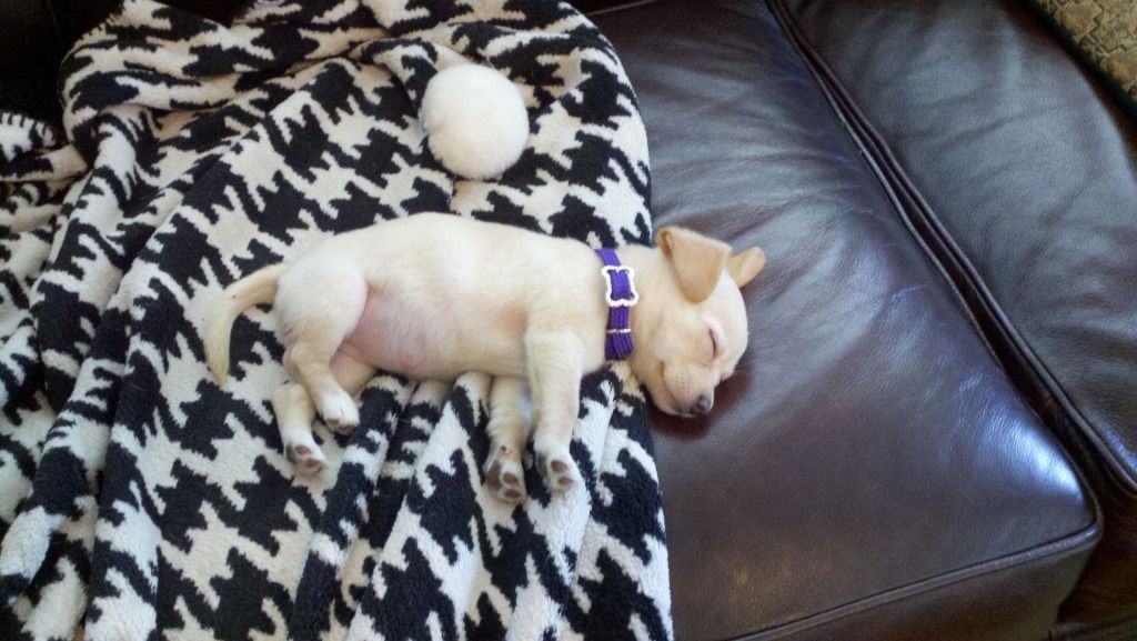 puppy photo: 2012-08-04_15-17-59_795.jpg