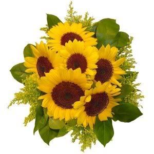 R_Girasoles_300.jpg