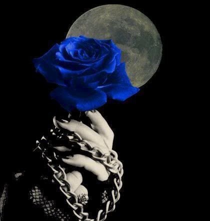 bluerose.jpg picture by phil4x4