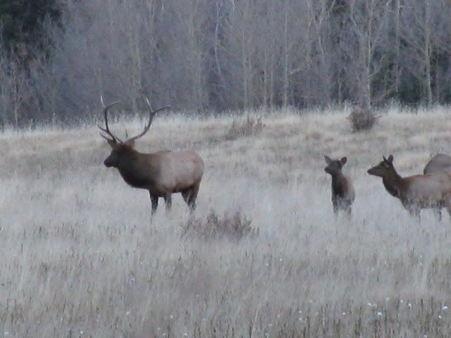 Cabin2008108.jpg