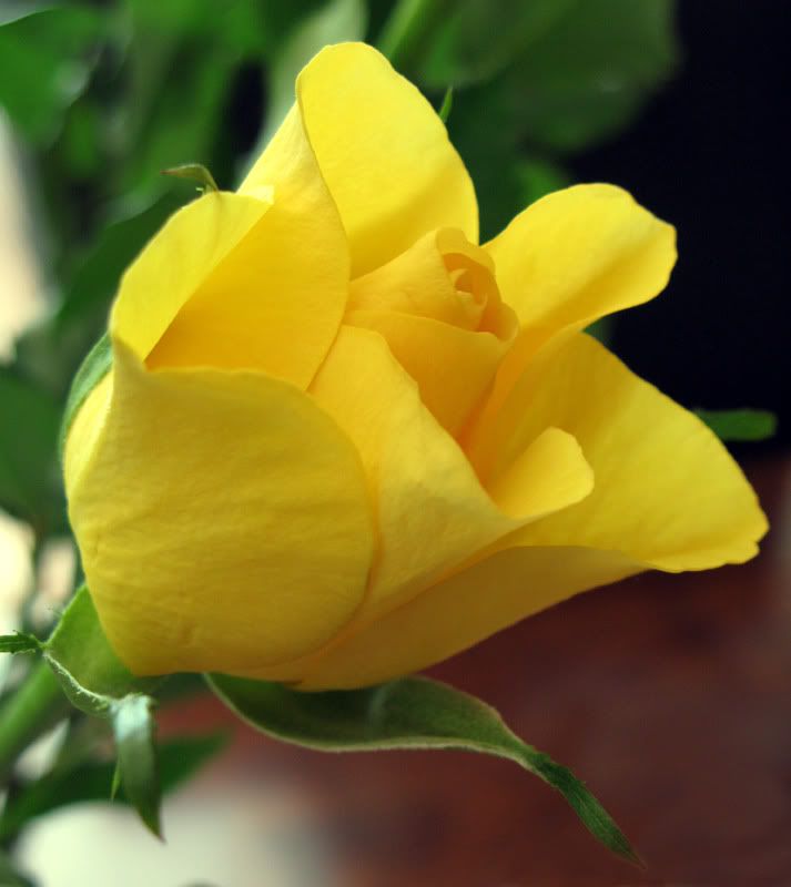 IMAGE: http://i214.photobucket.com/albums/cc306/biya_photos/Beforefullbloom.jpg