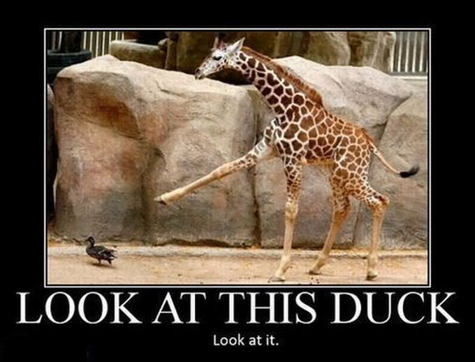 lookatthisduck.jpg