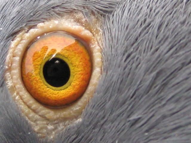 Pigeon Eyes