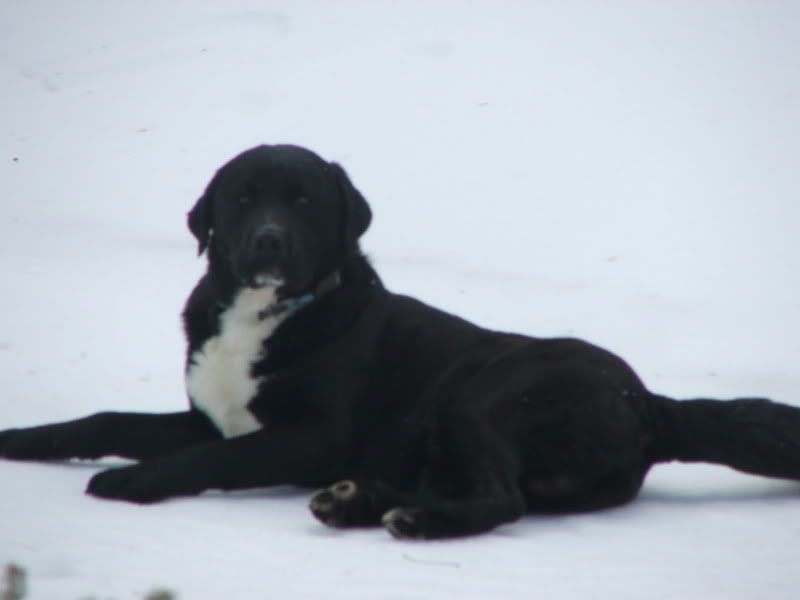 newdog003.jpg