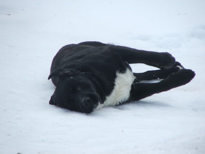 newdog004.jpg