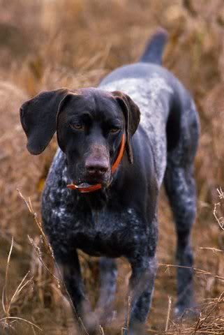 1113385584alman_kisa_tuylu_pointer_.jpg