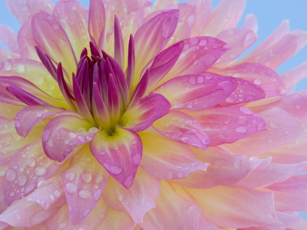 Dew-CoveredDahlia.jpg
