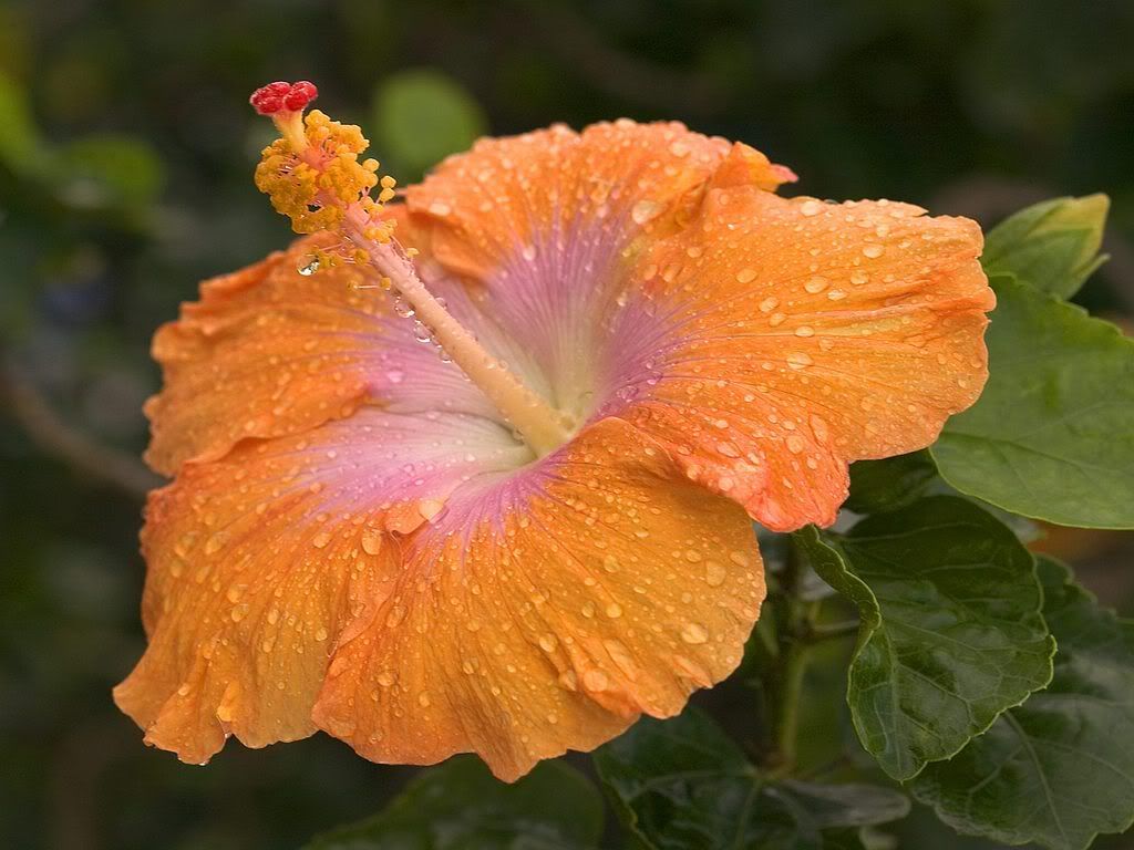 Dew-CoveredHibiscusKauaiHawaii.jpg