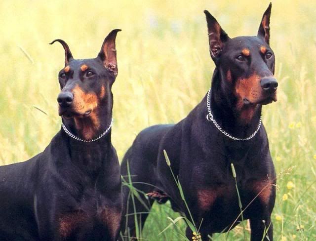 Doberman-Pinschers.jpg