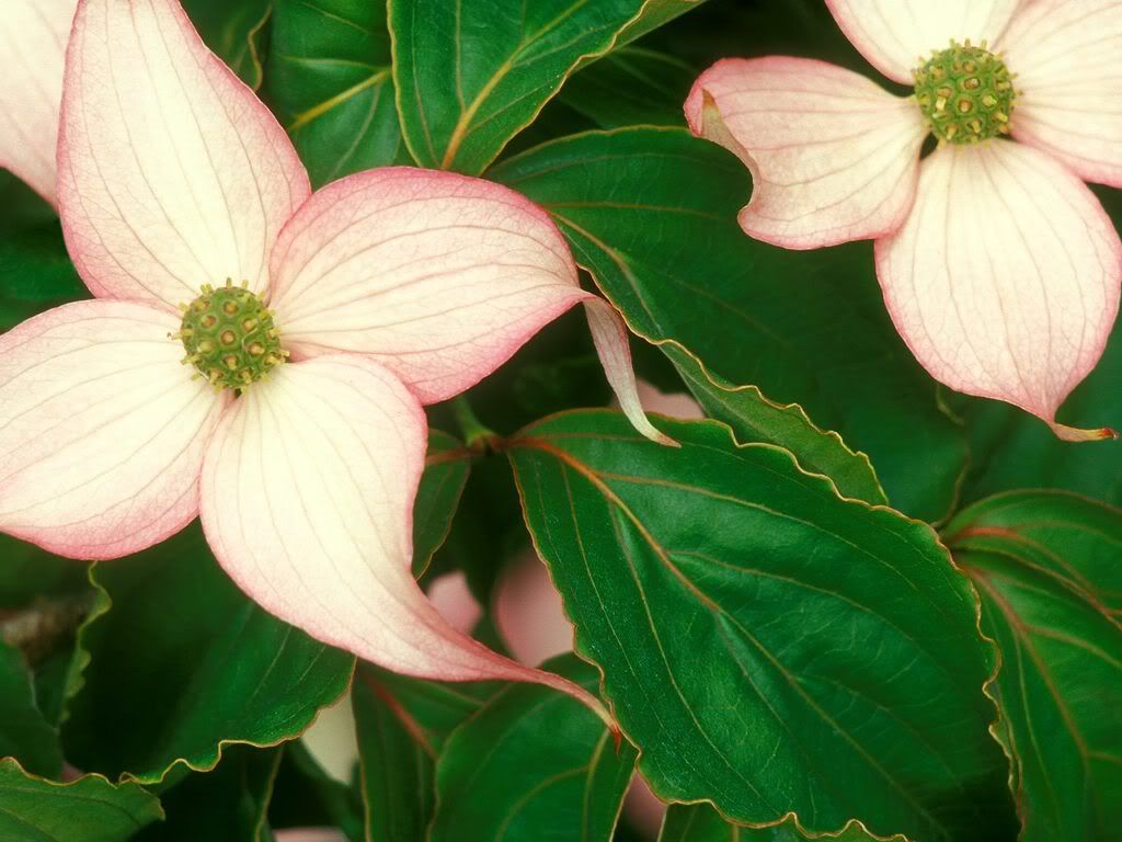 DogwoodBlossoms.jpg