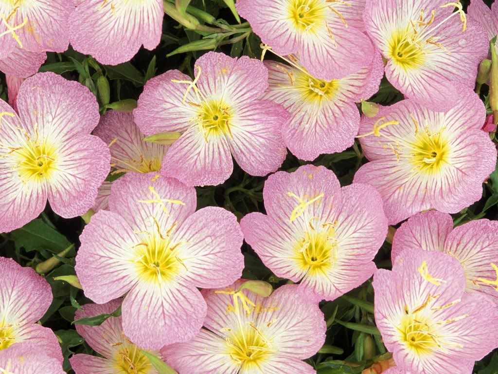 EveningPrimrose.jpg