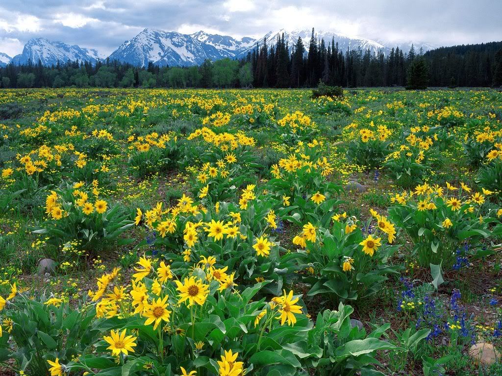 FieldofArrowleafBalsamrootandtheTet.jpg