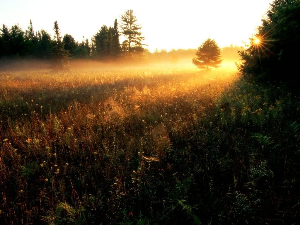 FieldofGold.jpg