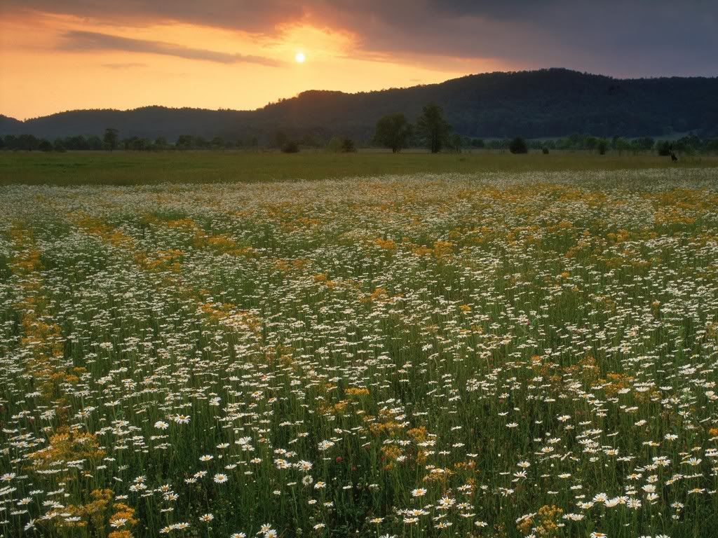 FieldofOx-EyeDaisiesCadesCoveGreatS.jpg