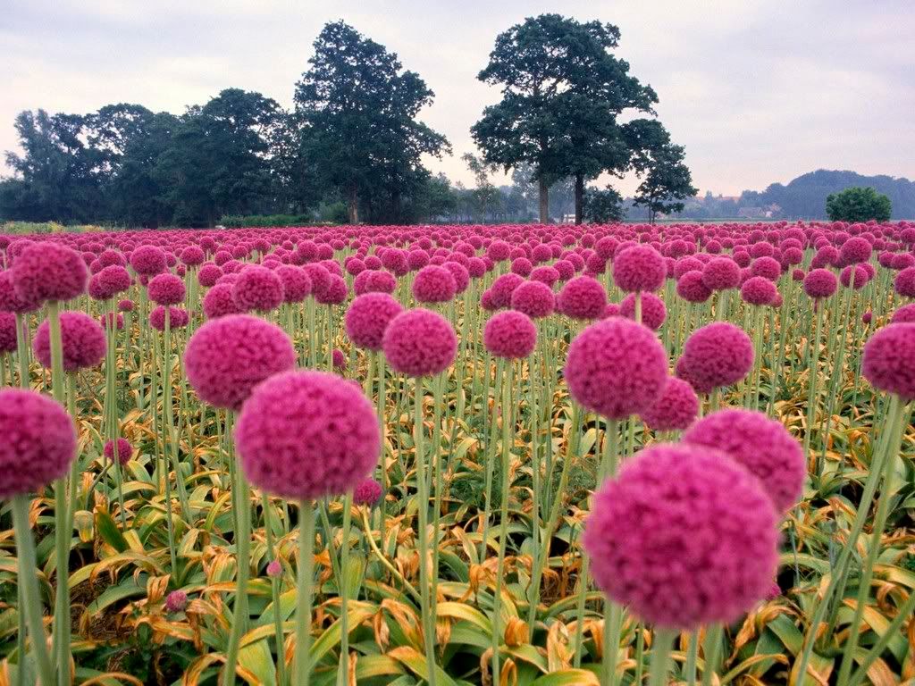 FieldofPinkOnionsWassenaarintheSchi.jpg