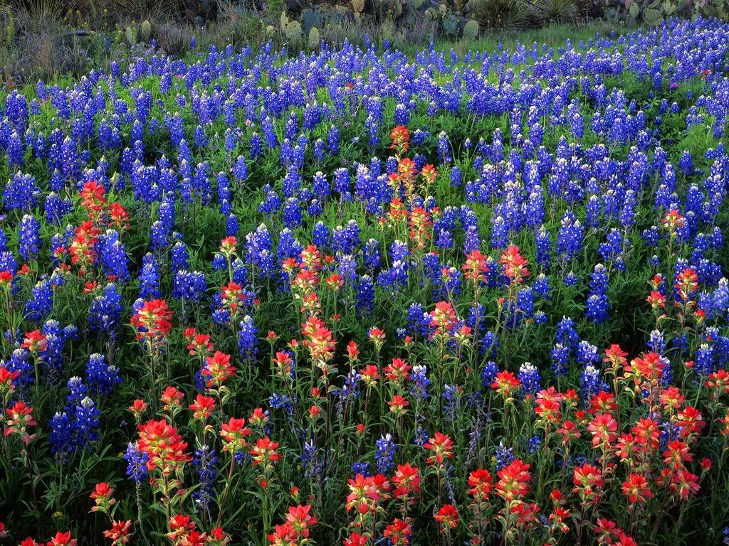 FieldofTexasPaintbrushandBluebonnet.jpg