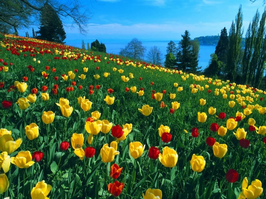 FieldofTulipsIslandofMainauGermany.jpg