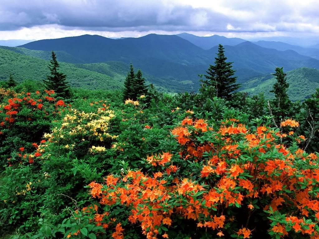 FlameAzaleasinBloomAppalachianTrail.jpg