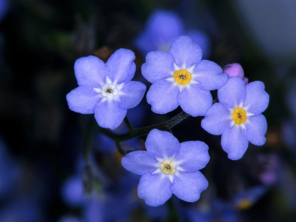 Forget-Me-Nots.jpg