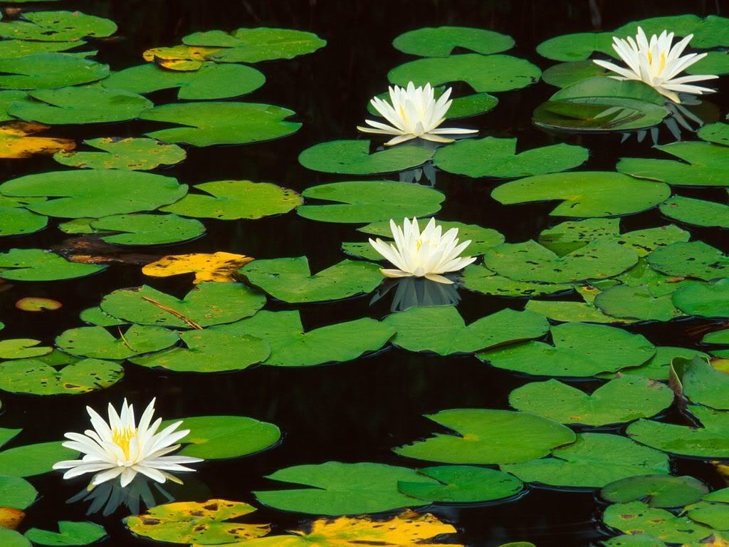 FragrantWaterlily.jpg