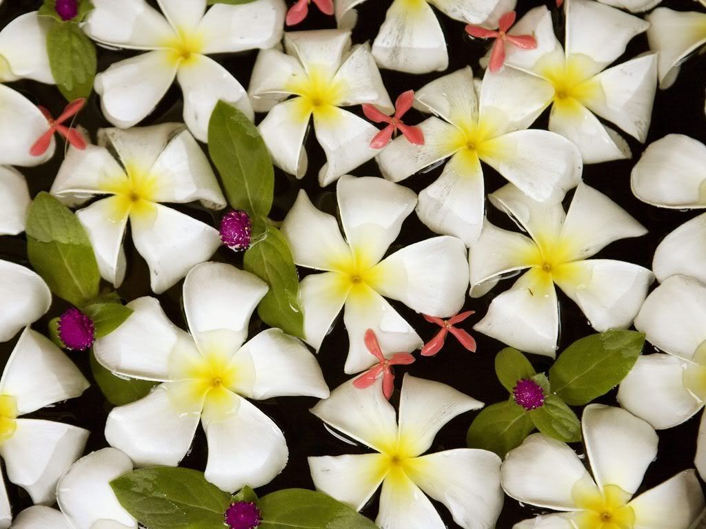 FrangipaniFlowersinWaterThailand.jpg