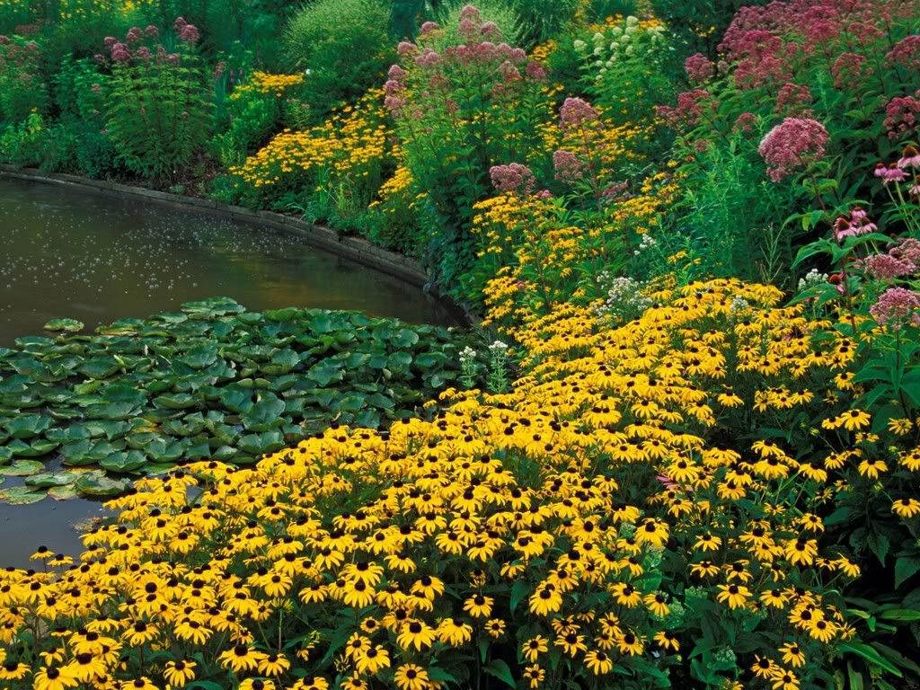 GardenPondHoldenArboretumClevelandO.jpg