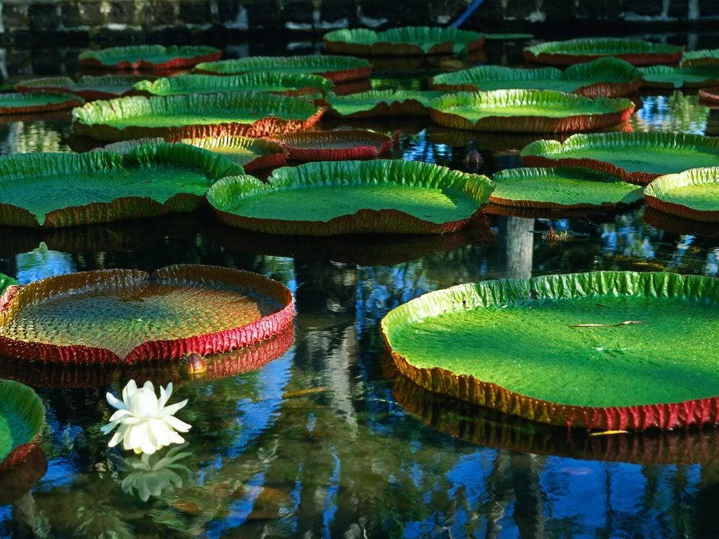 GiantVictoriaRegiaWaterLily.jpg