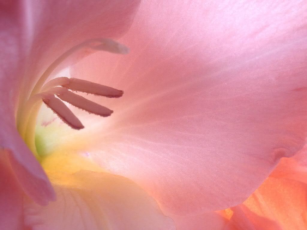 GlowingInvitationGladiolaBlossom.jpg
