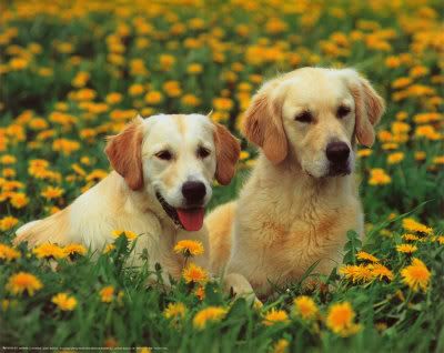 Golden-Retrievers-Posters.jpg