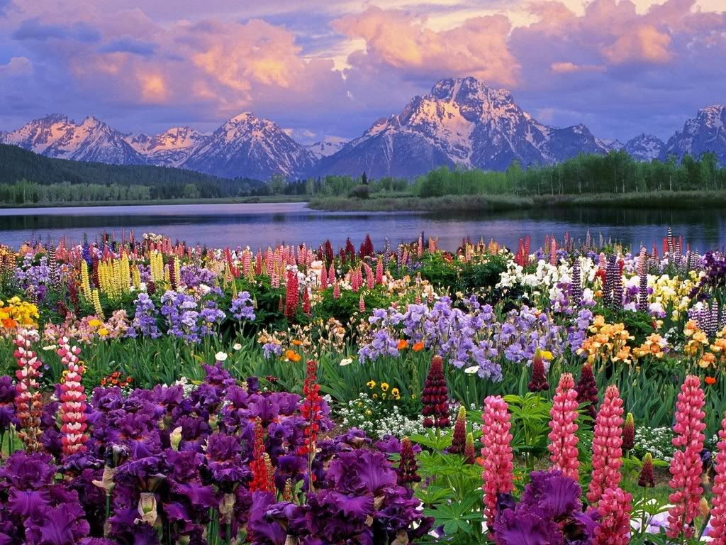 GrandTetonandWildflowersWyoming.jpg