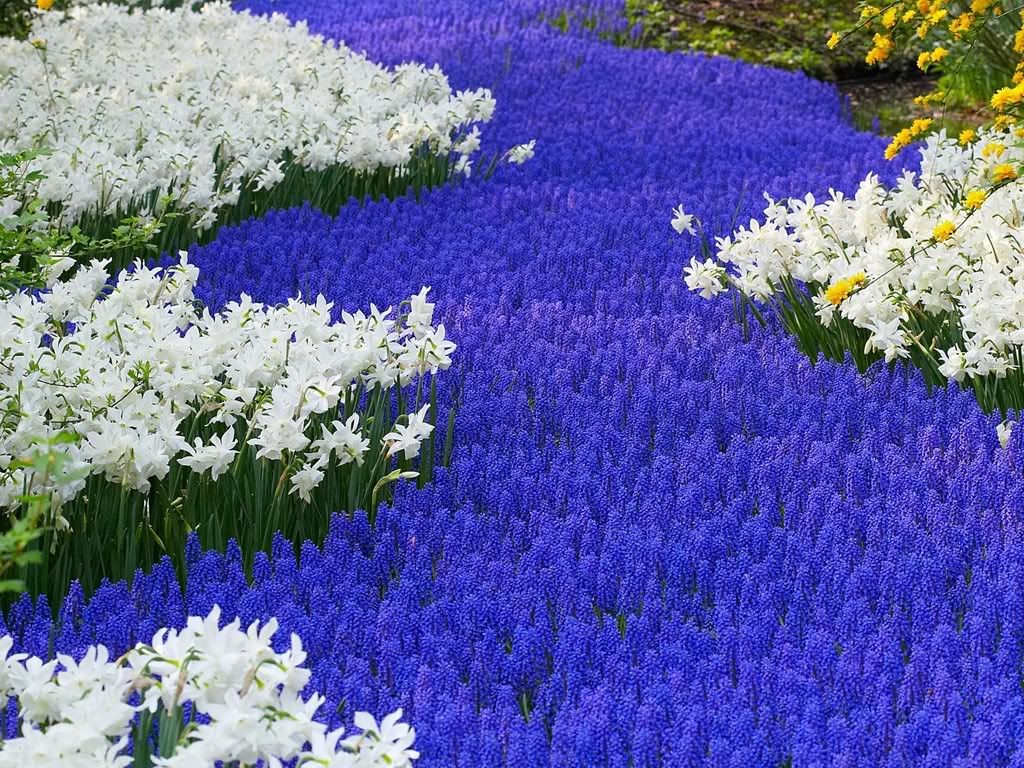 GrapeHyacinthsandDaffodilsKeukenhof.jpg