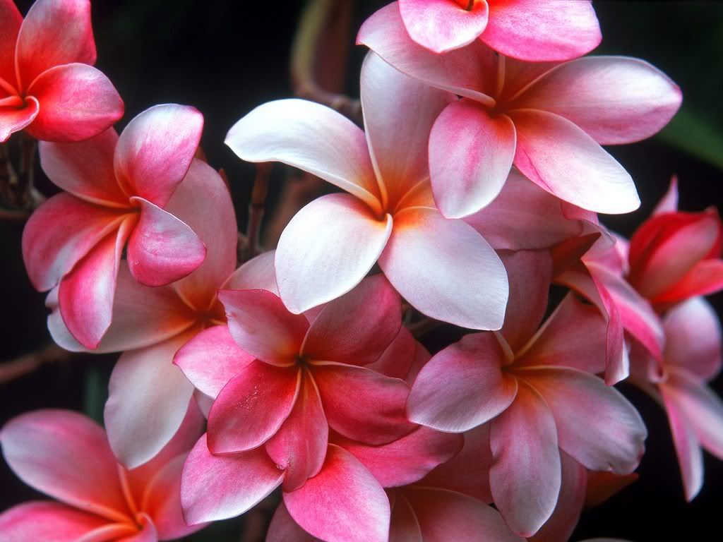 HawaiianPlumeria.jpg