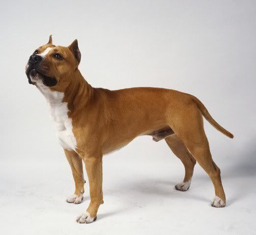 americanstaffordterrier_03.jpg