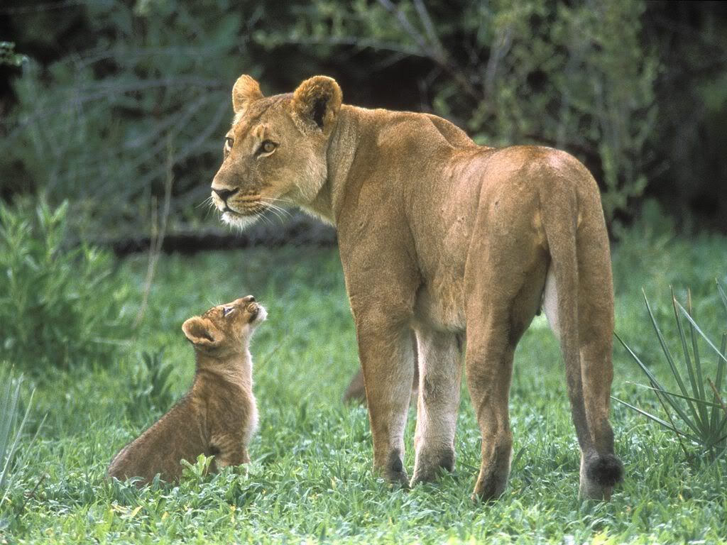 AfricanLionMotherwithCubMoremiGameR.jpg