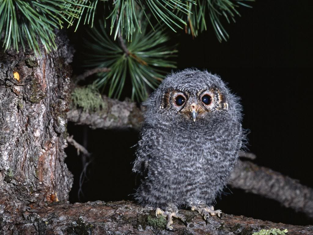 BabyOwl.jpg