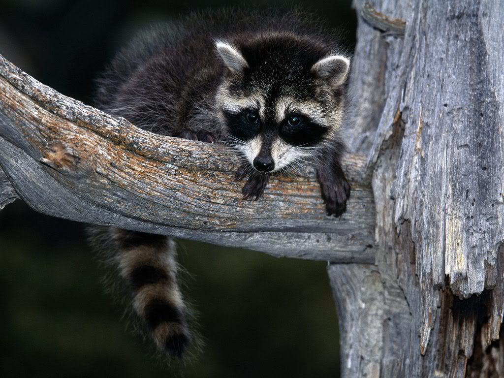 BabyRaccoon.jpg