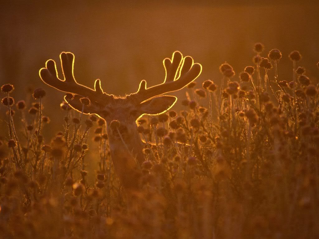BacklitMuleDeerBuckinVelvet.jpg