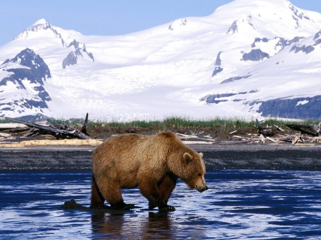 BrownBear.jpg