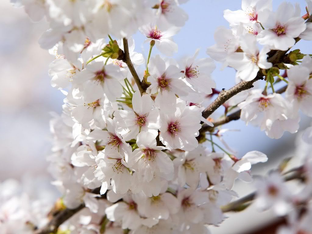 CherryBlossomsTokyoJapan.jpg