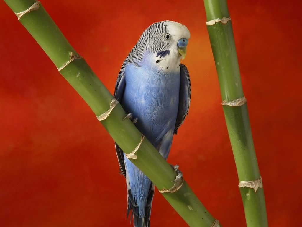 ColorfulBudgerigar.jpg