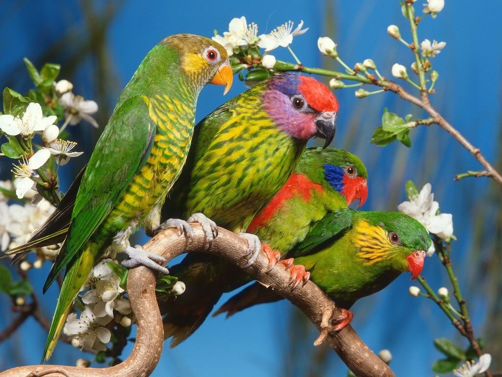 ColorfulLorikeets.jpg