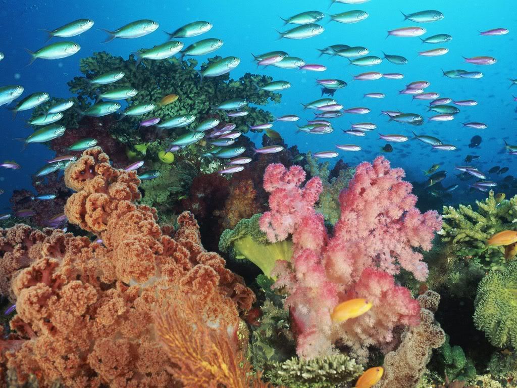 CoralLandscapeWithSoftCoralsandFish.jpg