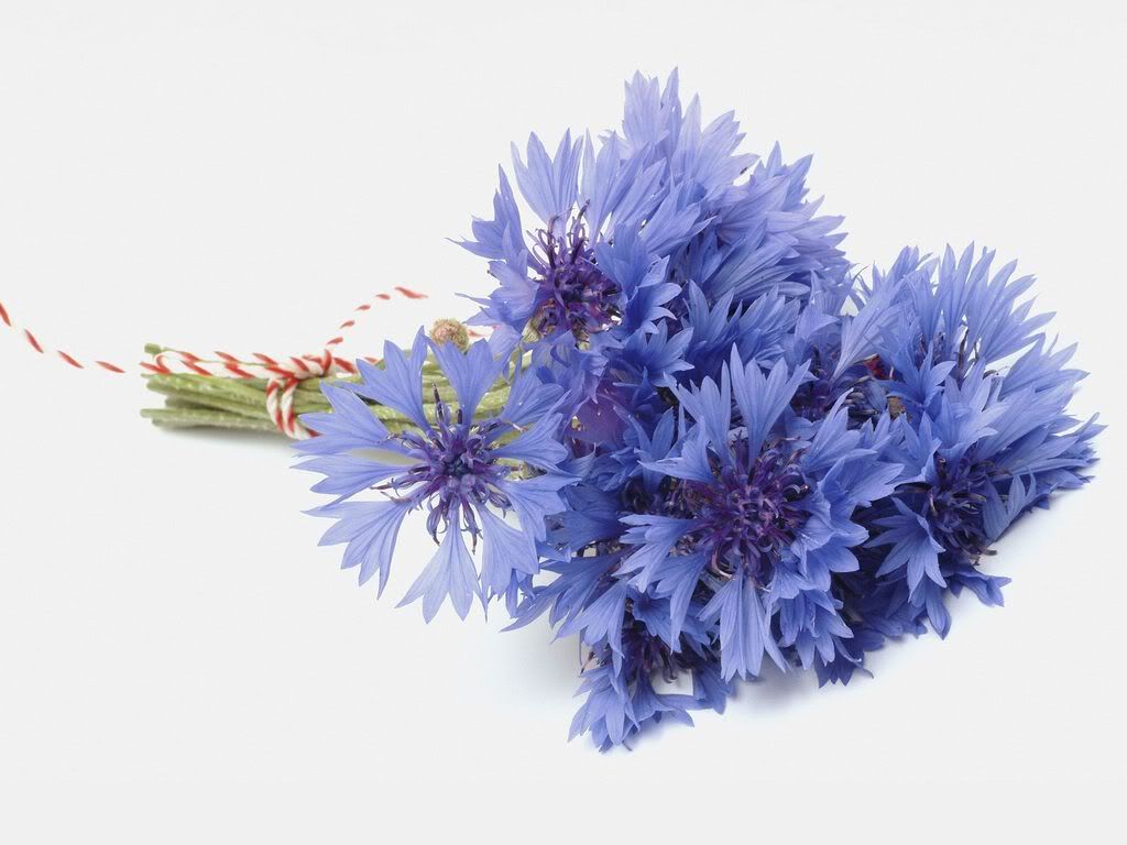 Cornflower.jpg